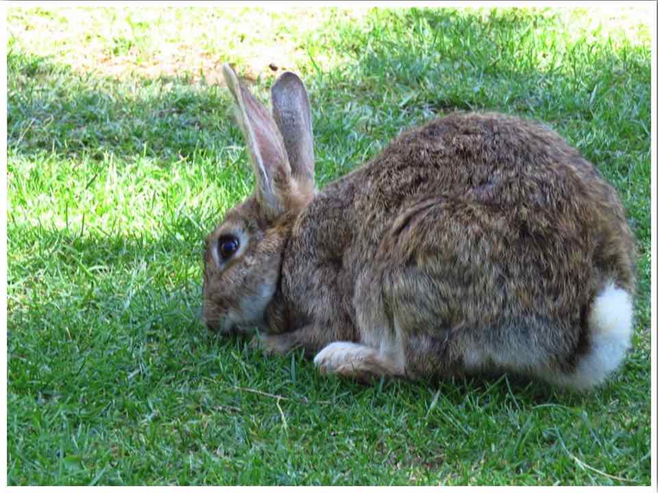 Lokrum Island Rabbits