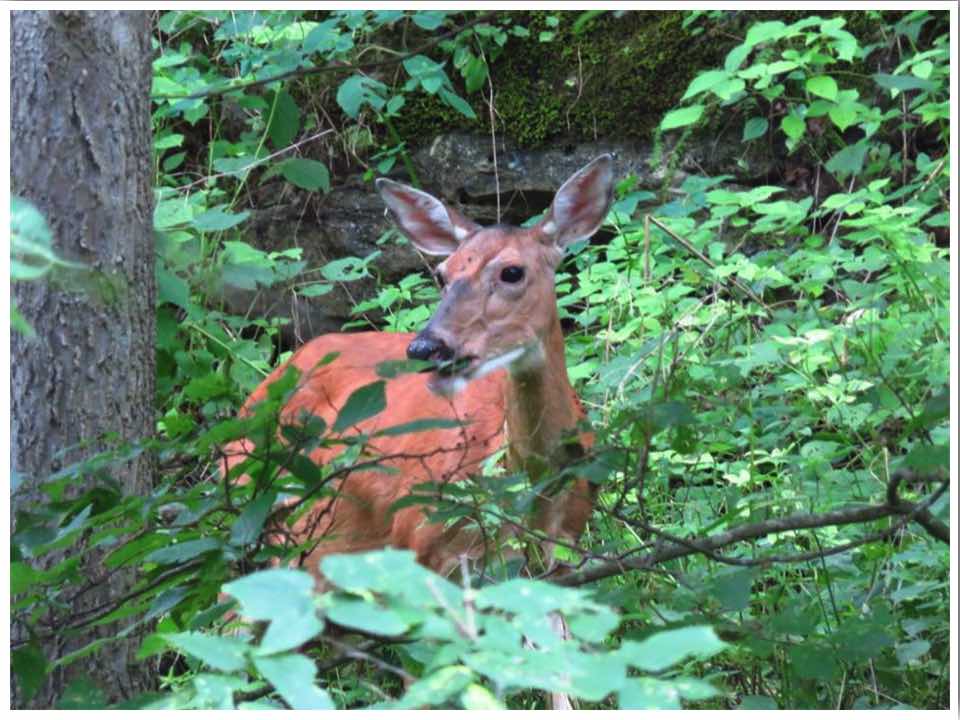 Maquoketa Caves State Park Deer