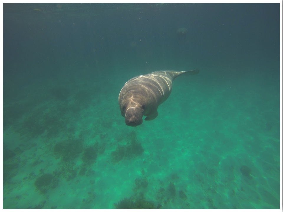 Swimming with Manatees Belize