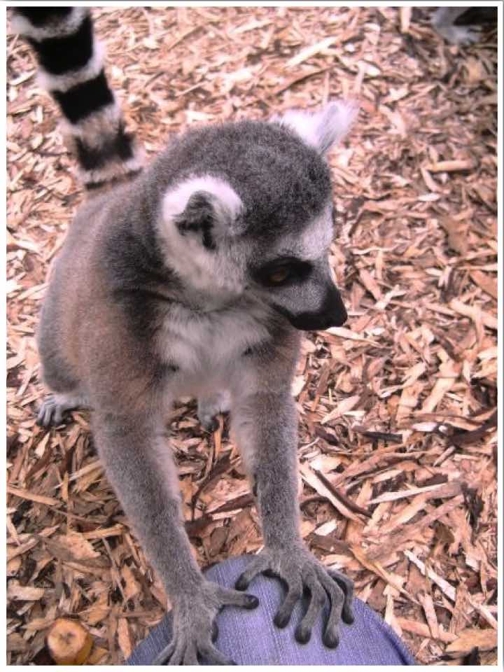 Colchester Zoo Essex England