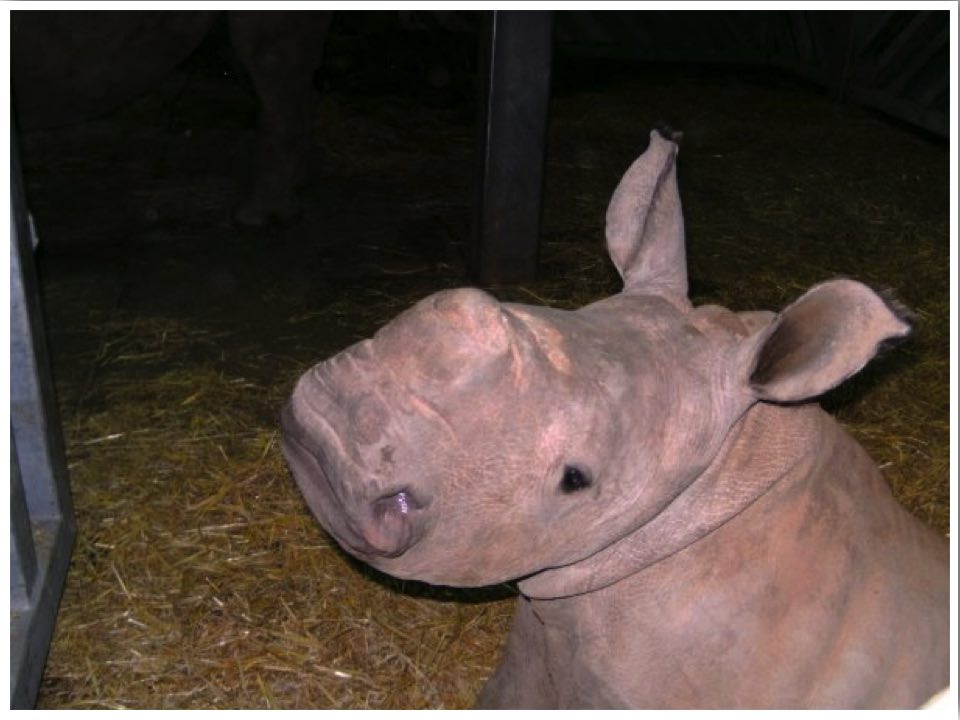Colchester Zoo Essex England