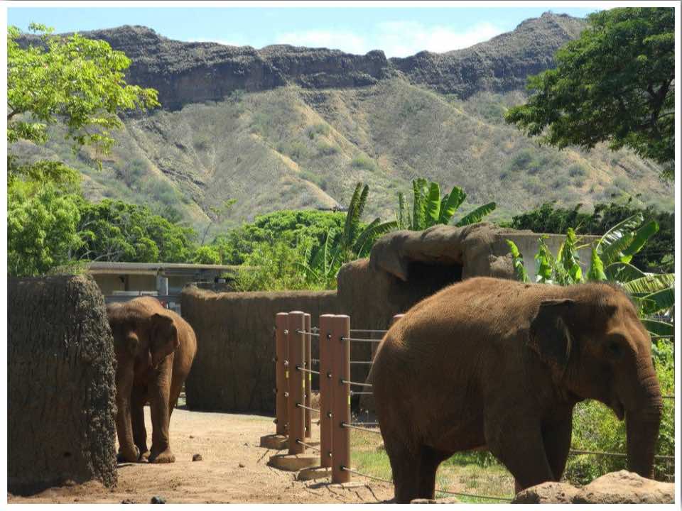 Honolulu Zoo Oahu Hawaii