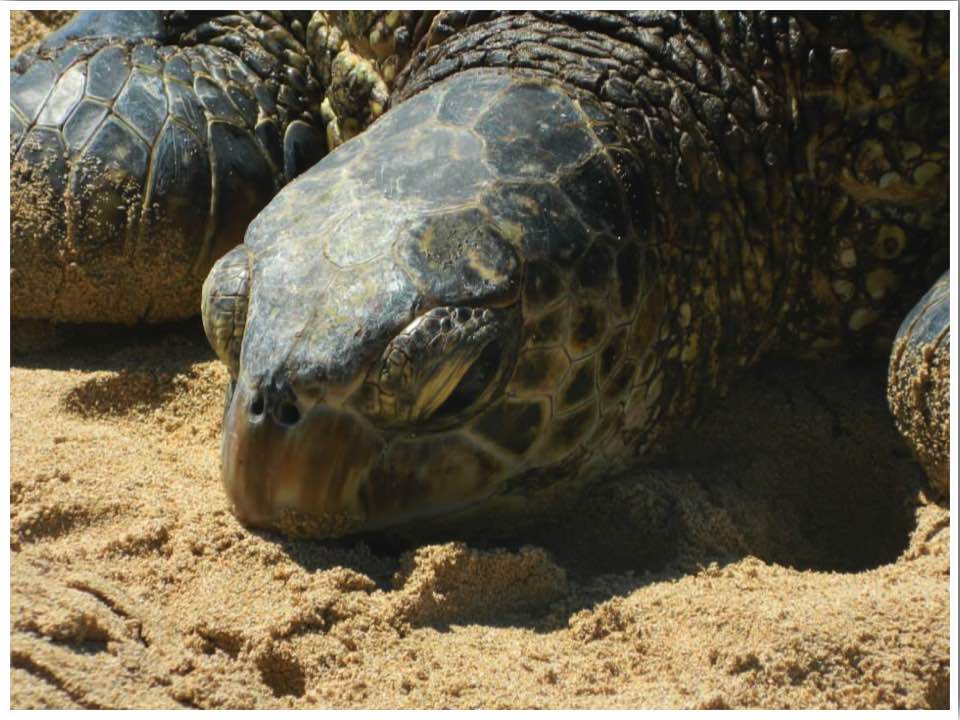 Laniakea Beach Oahu