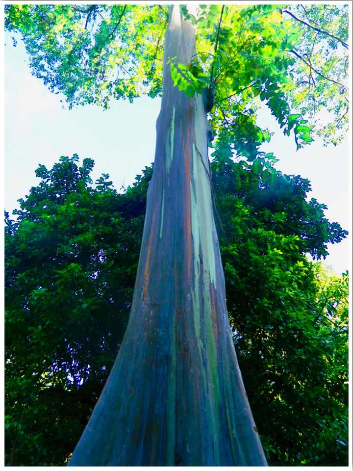 Waimea Valley Botanical Gardens Oahu Hawaii