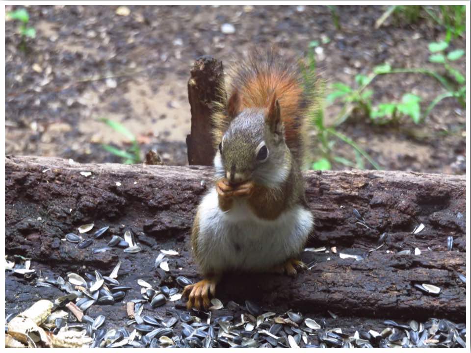 Indiana Dunes Nature Center