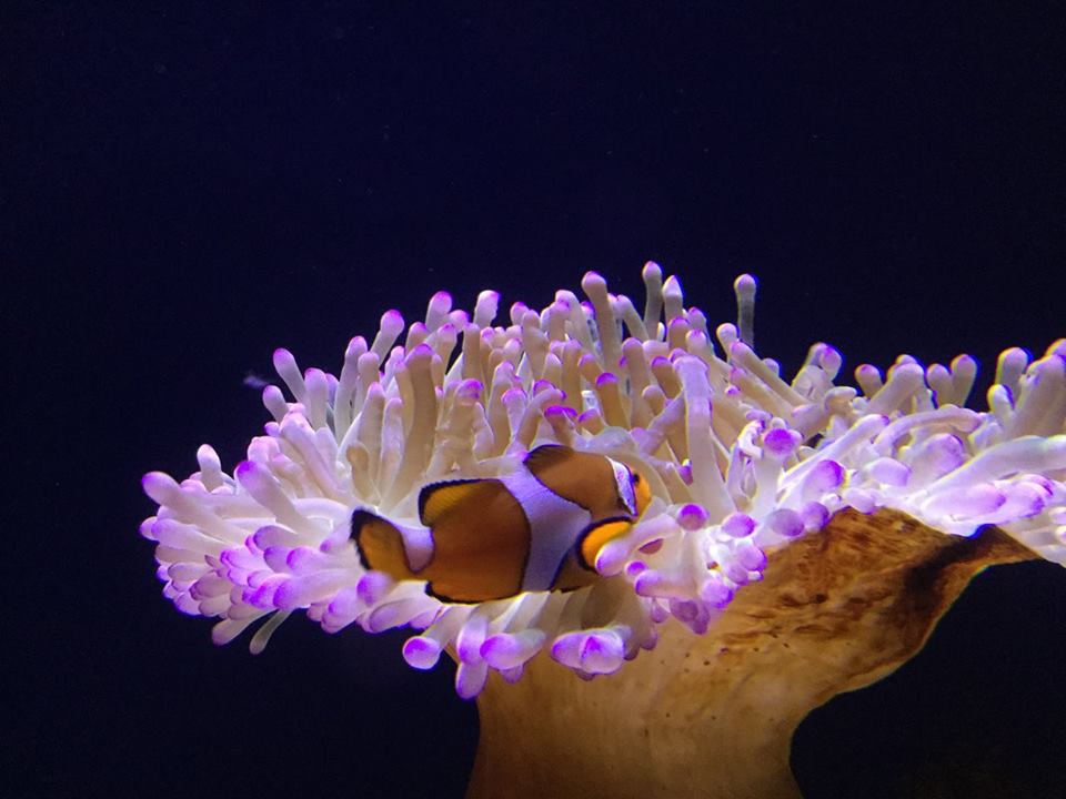 Sydney Sea Life Darling Harbour