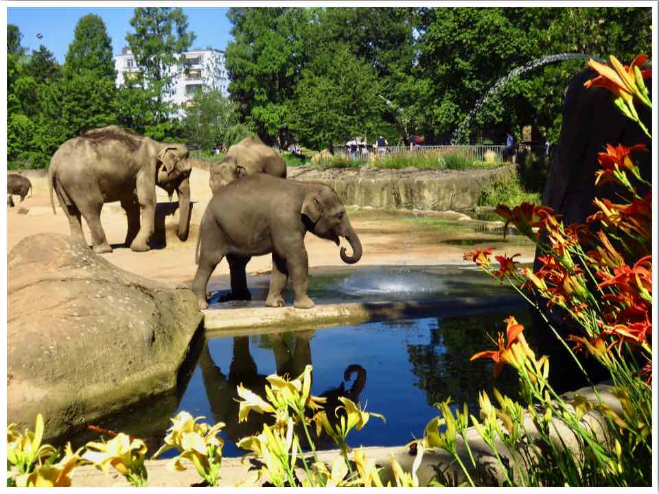 Kölner Zoo Germany