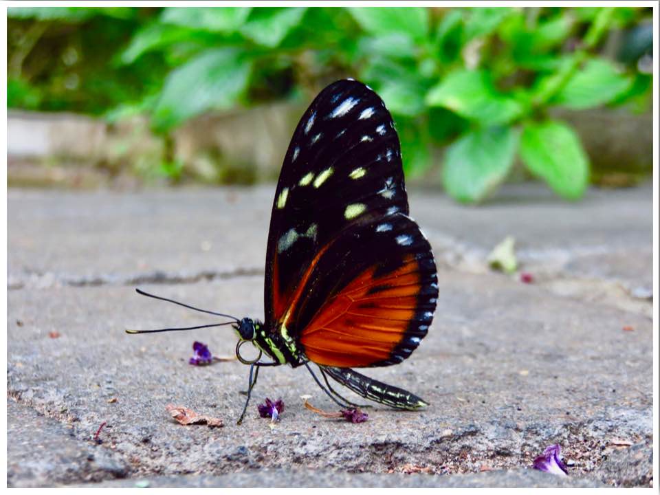 Ames Iowa Reiman Gardens Butterfly Wing