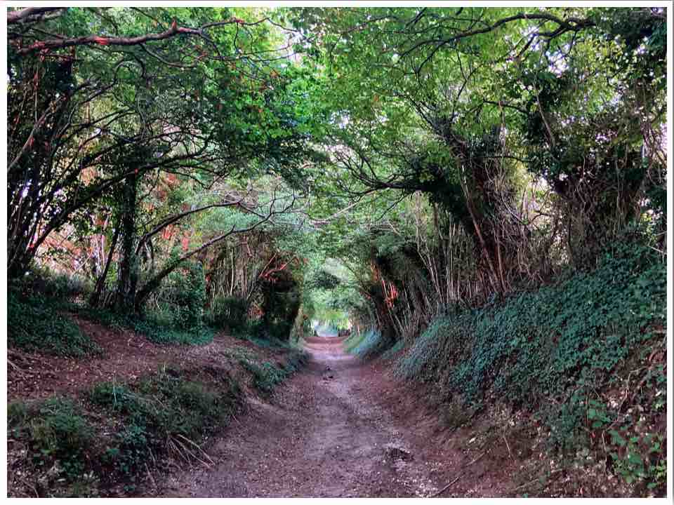 Chichester Tree Tunnel Stane Street Roman Road