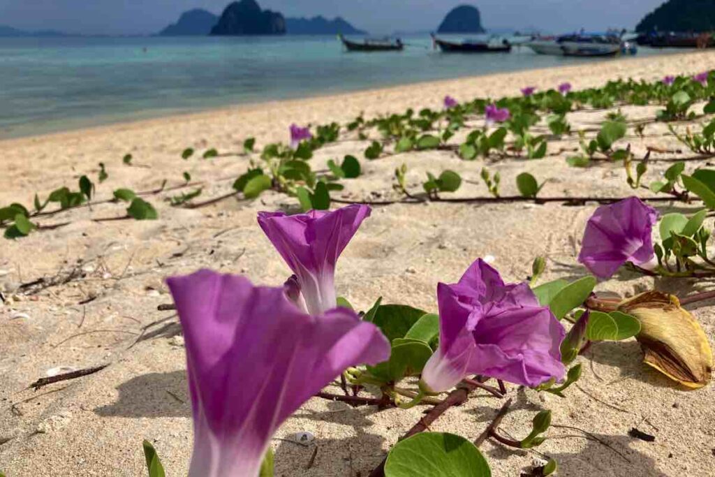 Purple flowers on Ko Ngai beach